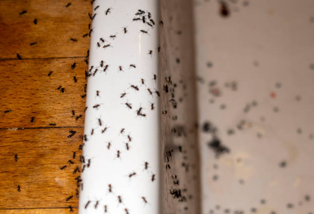 Best Pest Prevention Services  in Rock Island, IL